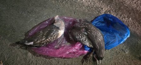 Ховор амьтан агнасан гэмт хэргийг илрүүллээ