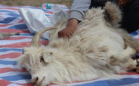 Аймгуудад ноолуур 170-205 мянгын үнэтэй байна