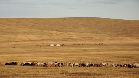 Бэлчээрийн ургамал нийт нутгийн 60 гаруй хувьд цухуйгаагүй байна