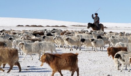 Ковидоос хойш малын тоо толгой буурсаар байна