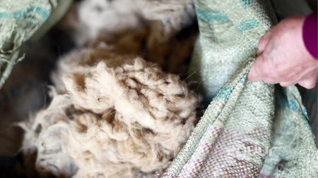 Хөвсгөл аймагт ноолуурын ханш 200 мянган төгрөгт хүрлээ