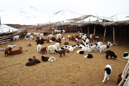 Улсын хэмжээнд 4,2 сая мал төллөж, бойжилт 98.9 хувьтай байна