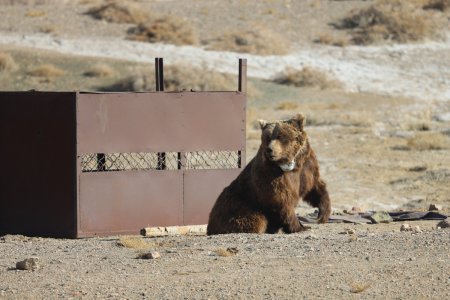Мазаалай баавгайд сансрын дохиолол бүхий хүзүүвч зүүлээ