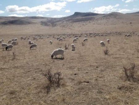 Бэлчээрийн ургамал нийт нутгийн 60 гаруй хувьд цухуйгаагүй байна