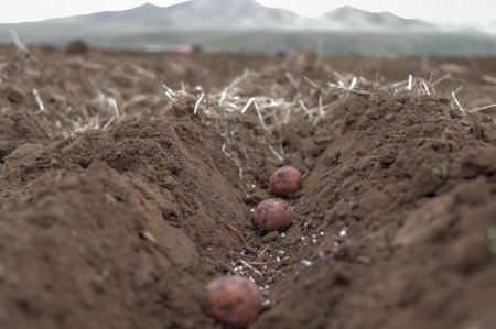 Хаврын тариалалтад зориулж 39.2 мянган тонн үрийн нөөц бүрдүүлжээ