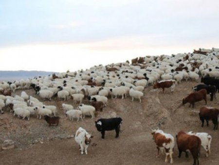 2025 оны эцсийн мал тооллогын дүнгээр нийт 58.1 сая толгой мал тоологджээ