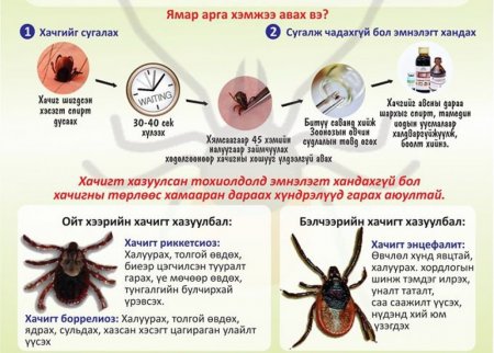 Хачгийн идэвхтэй үе эхэлсэн энэ үед урьдчилан сэргийлэхийг зөвлөж байна
