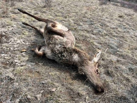 Сэлэнгэ аймагт ховор амьтан болох Халиун бугыг хууль бусаар агнасан хэргийг шалгаж байна