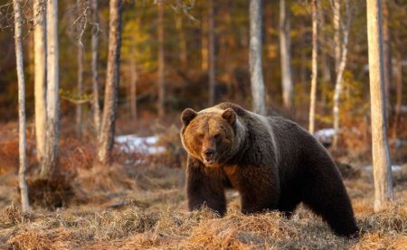 Улсын хэмжээнд 48 хүрэн баавгайг аюулгүй болгожээ