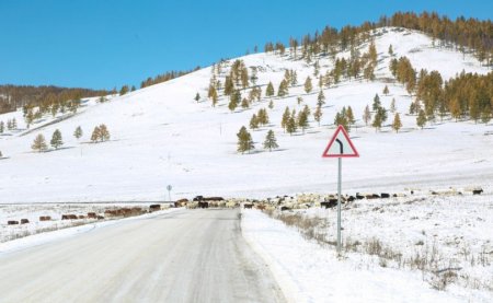 Увсын Наранбулагт 50 см зузаан цас оржээ